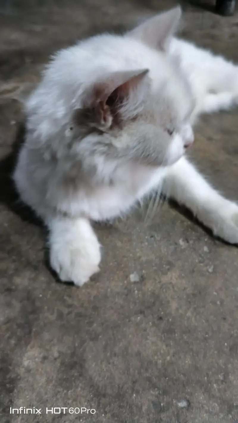 White Cat for Sale — photo 4