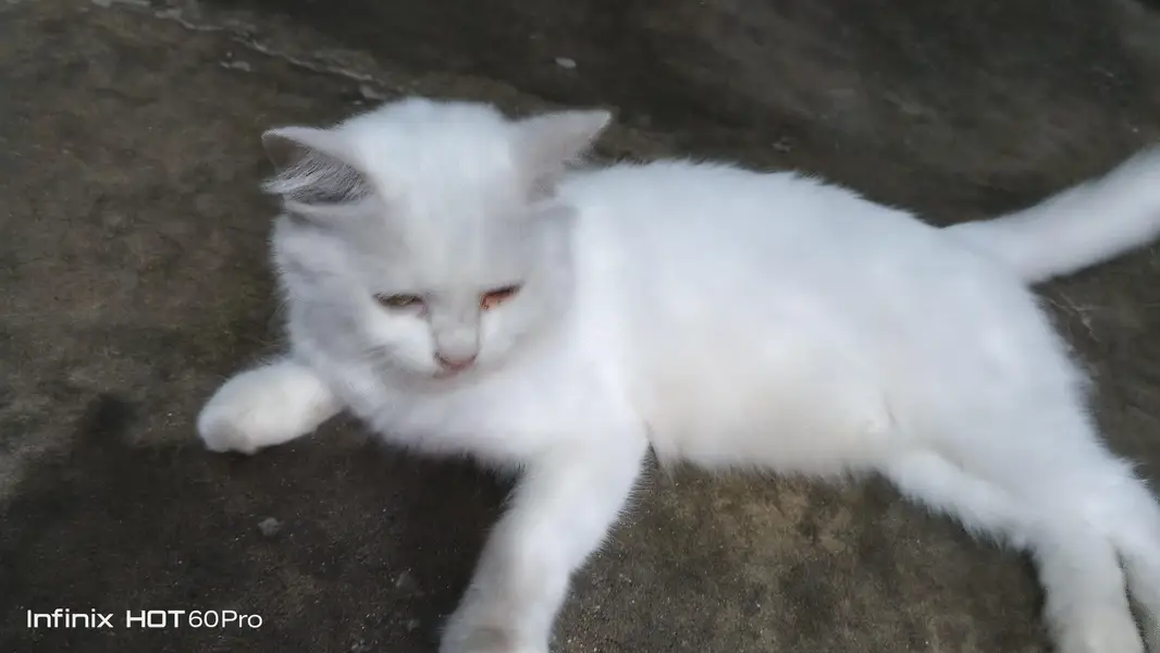 White Cat for Sale — photo 5