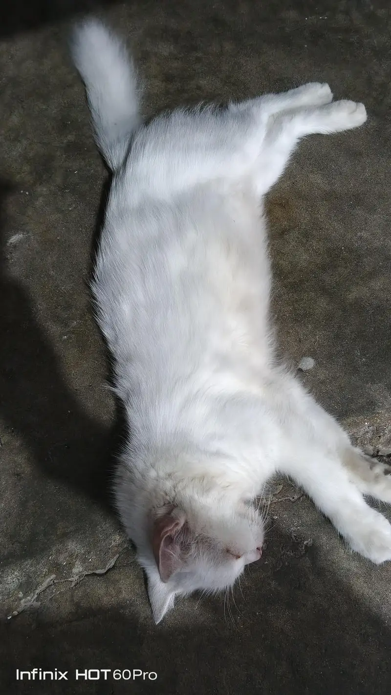 White Cat for Sale — photo 6