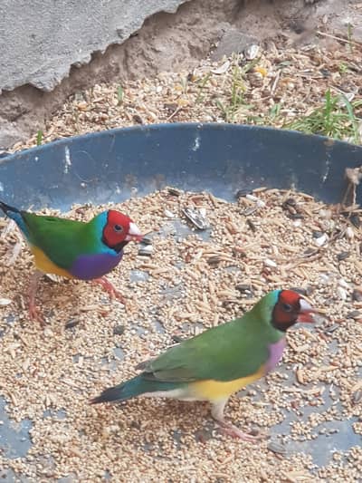 Gouldian finch