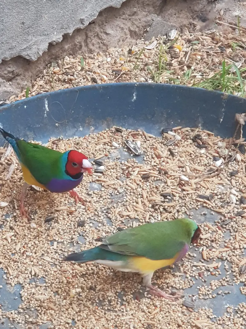 Gouldian finch — photo 2