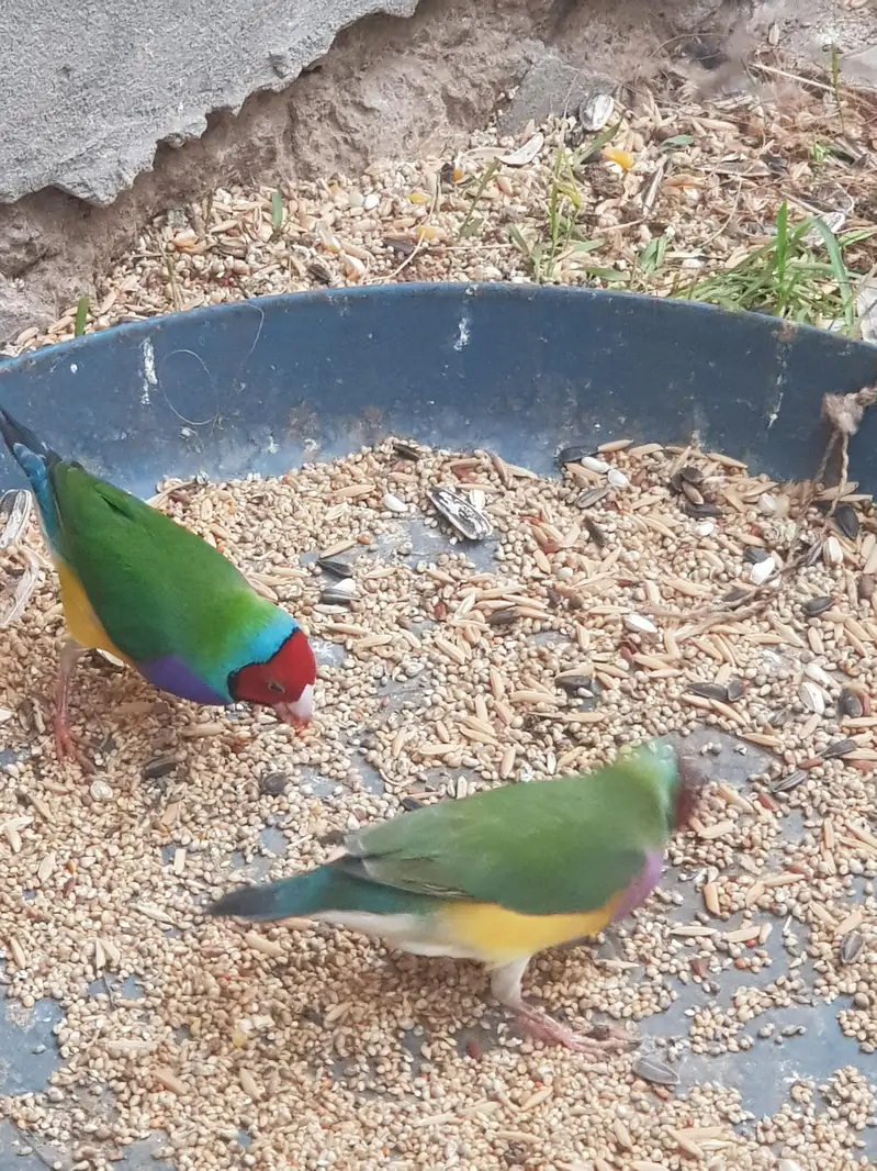 Gouldian finch — photo 3
