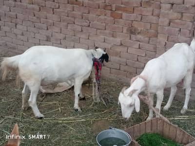Two Goat For Sale Full active And Healthy