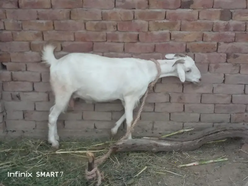 Two Goat For Sale Full active And Healthy — photo 2
