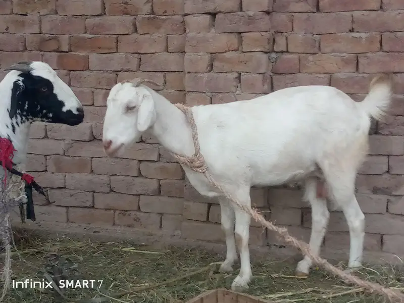 Two Goat For Sale Full active And Healthy — photo 3