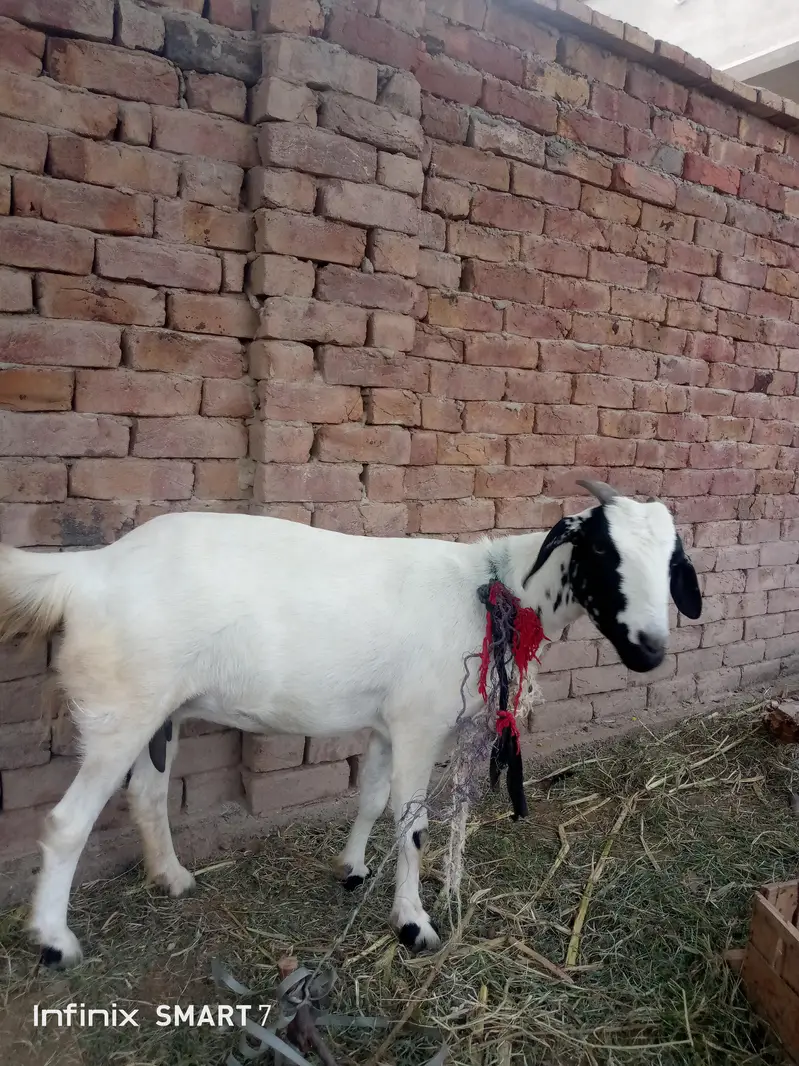 Two Goat For Sale Full active And Healthy — photo 4