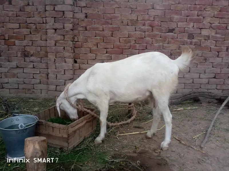 Two Goat For Sale Full active And Healthy — photo 5