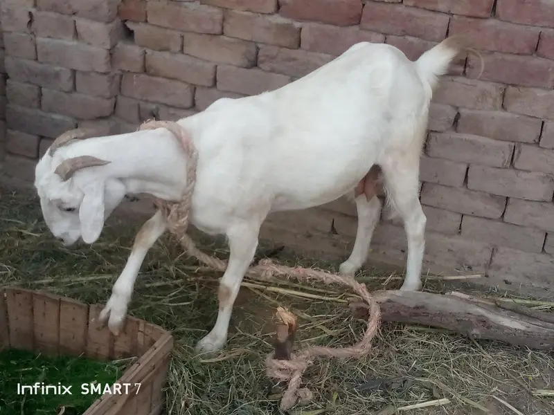 Two Goat For Sale Full active And Healthy — photo 6