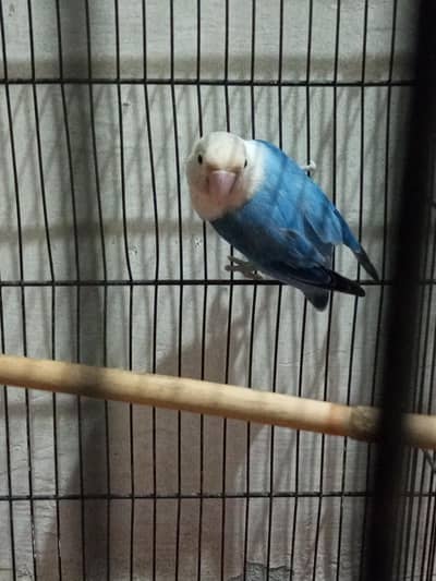 Blue opaline female breeder lovebird