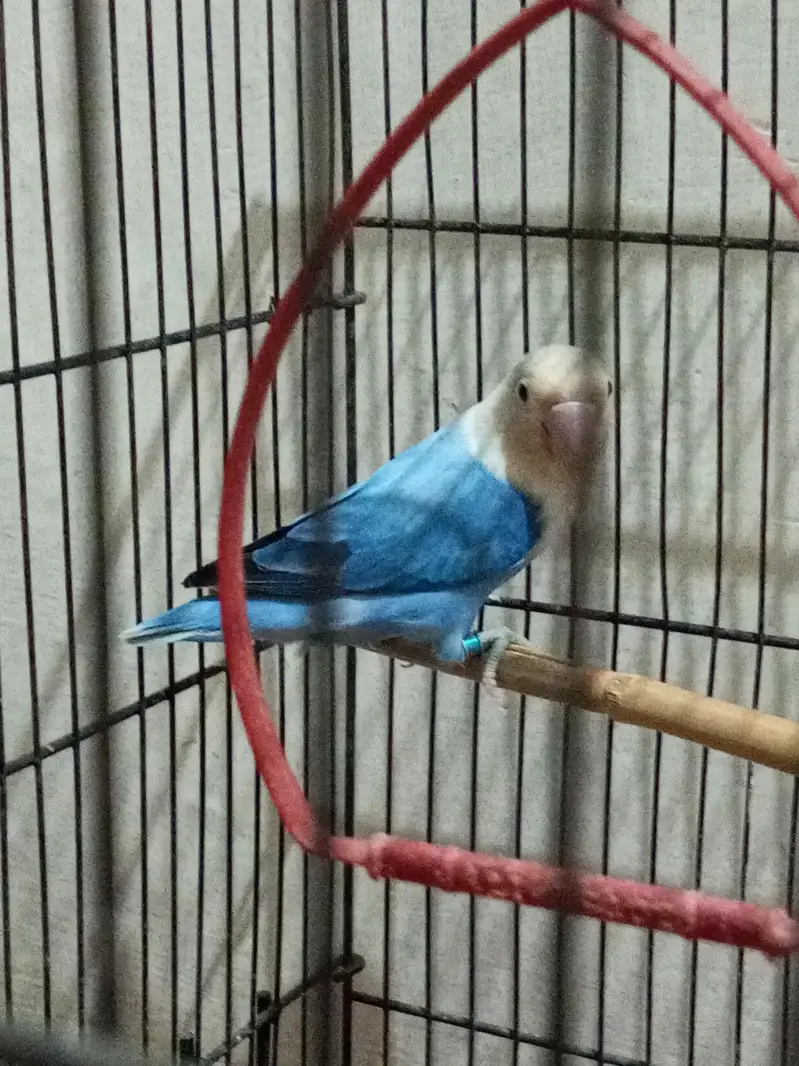 Blue opaline female breeder lovebird — photo 2