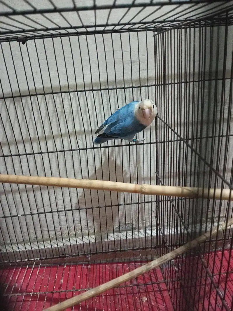 Blue opaline female breeder lovebird — photo 3