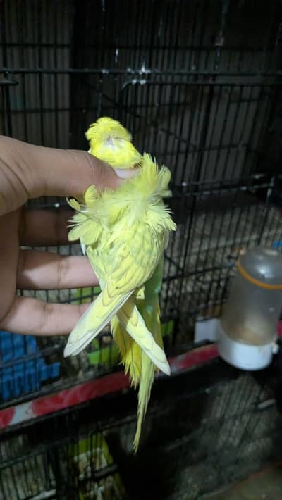 Hogoromo budgie male