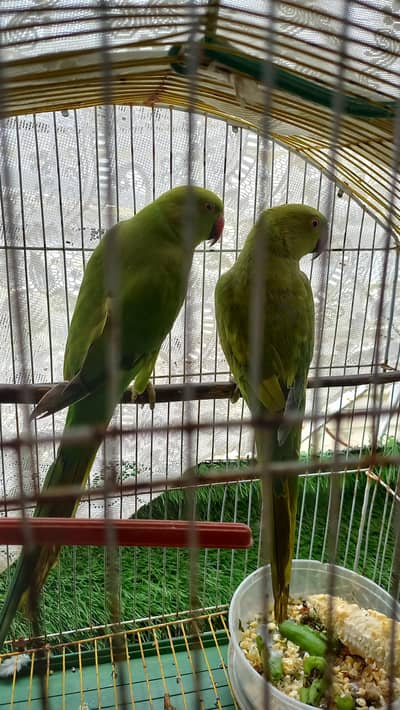 RINGNECK PARROT