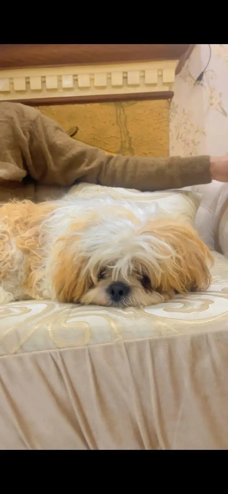shitzo dog for sale — photo 4