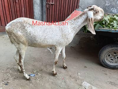 Desi Bakri Urgent For Sale