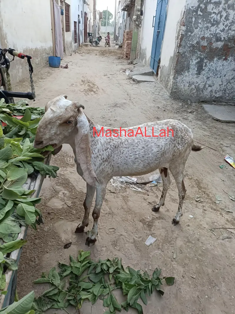 Desi Bakri Urgent For Sale — photo 2