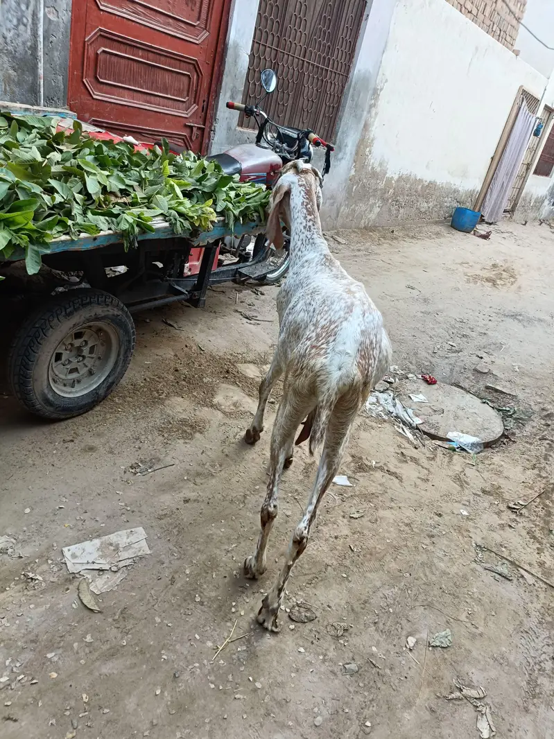 Desi Bakri Urgent For Sale — photo 3