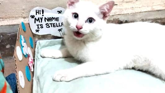 white with coloured eyes