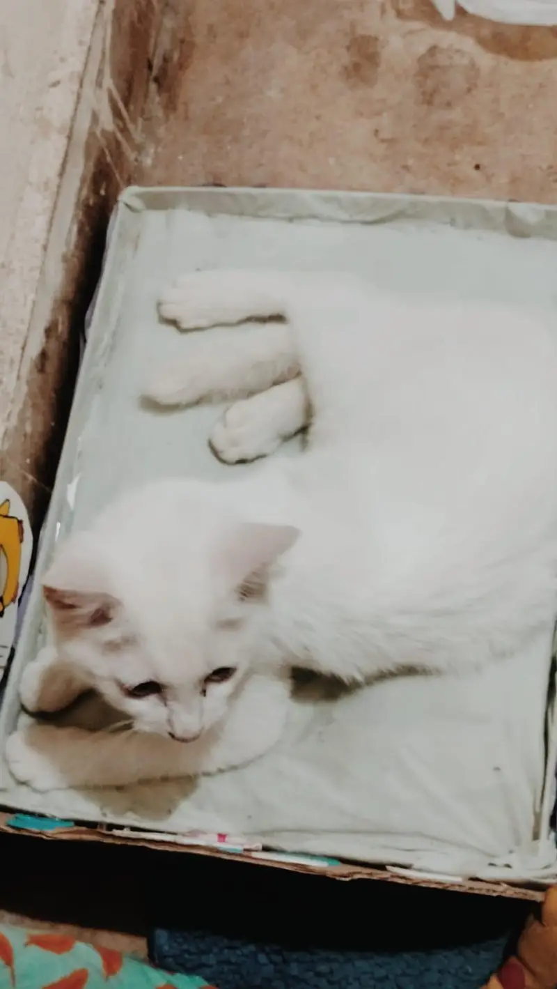white with coloured eyes — photo 2