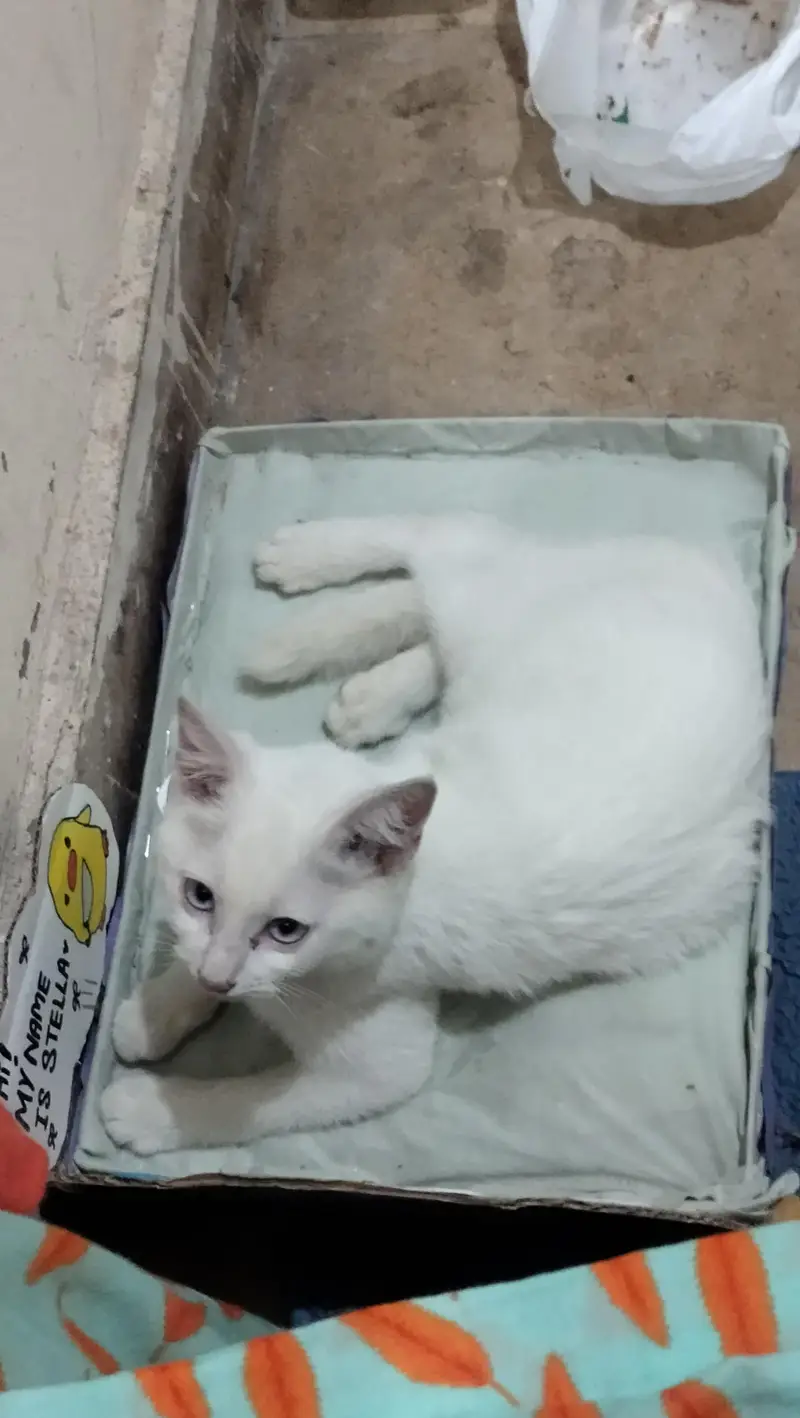 white with coloured eyes — photo 4