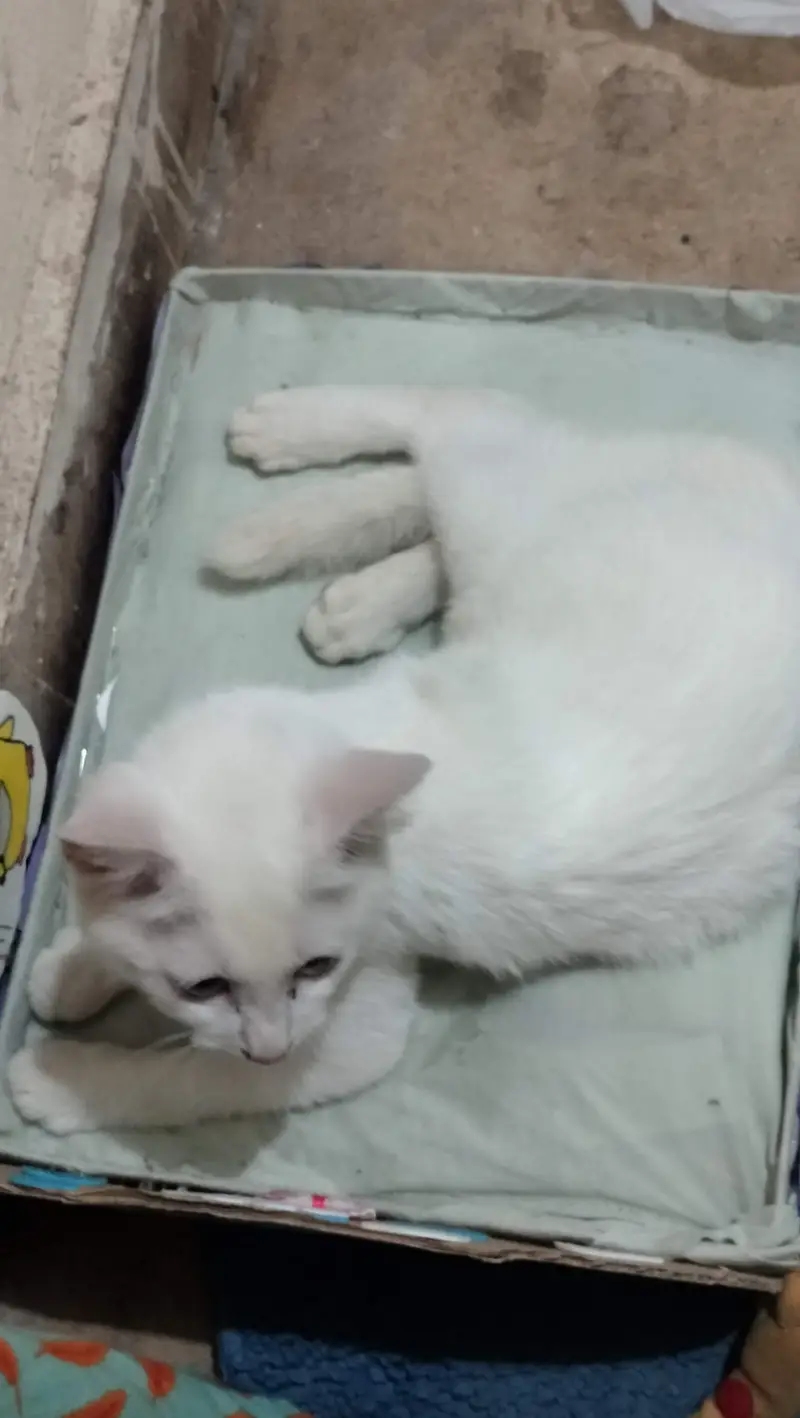 white with coloured eyes — photo 5
