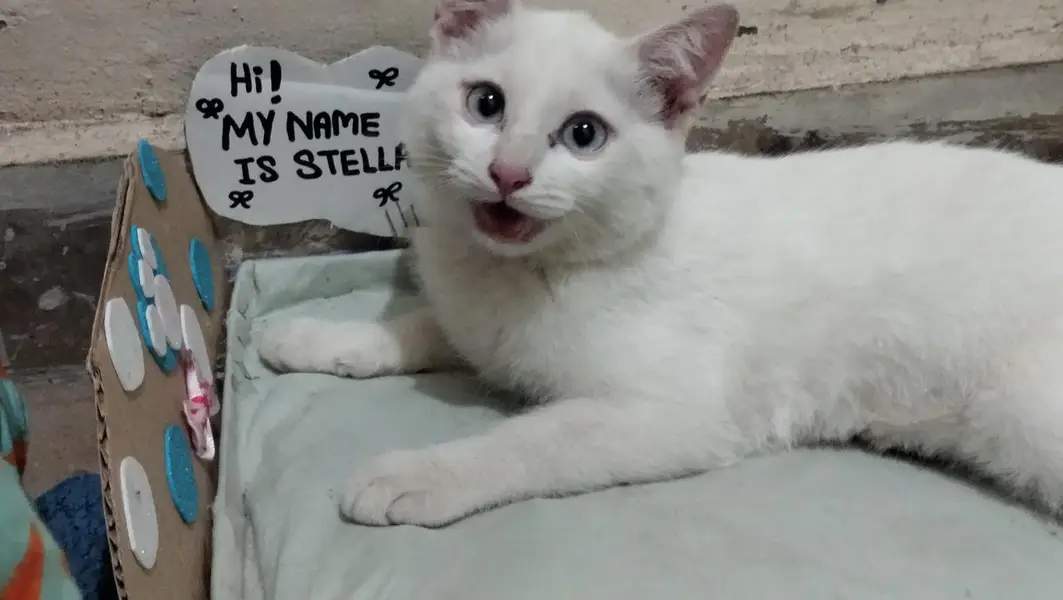 white with coloured eyes — photo 6