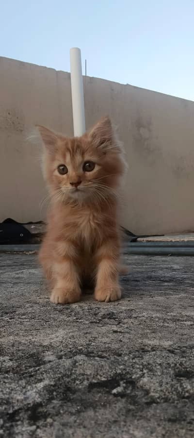 Premium Maine Coon Kittens Pair Available