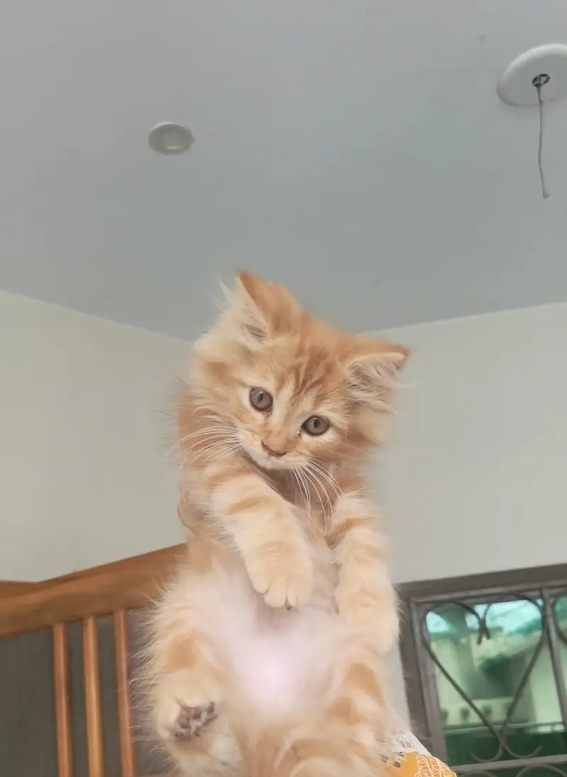 Premium Maine Coon Kittens Pair Available — photo 2