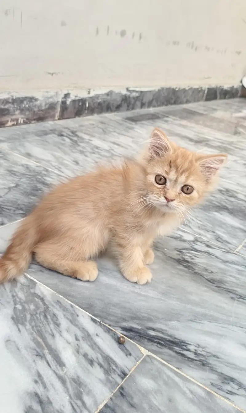 Premium Maine Coon Kittens Pair Available — photo 3