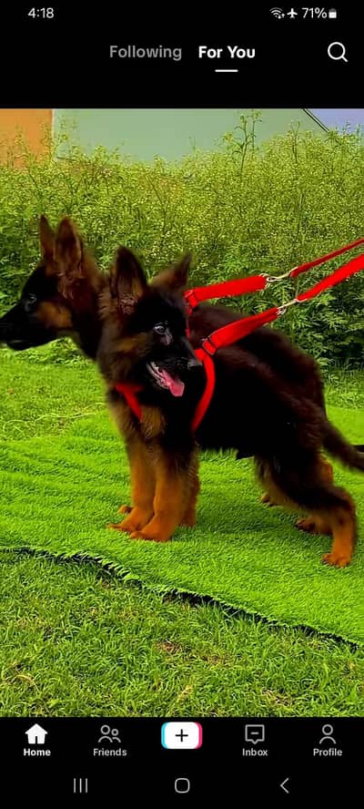 German Shepherd puppies long cot for sale my WhatsApp. 03493731440