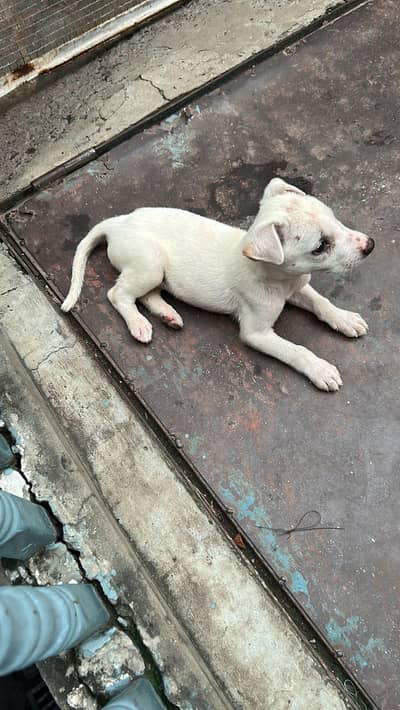 labrador puppy male full active