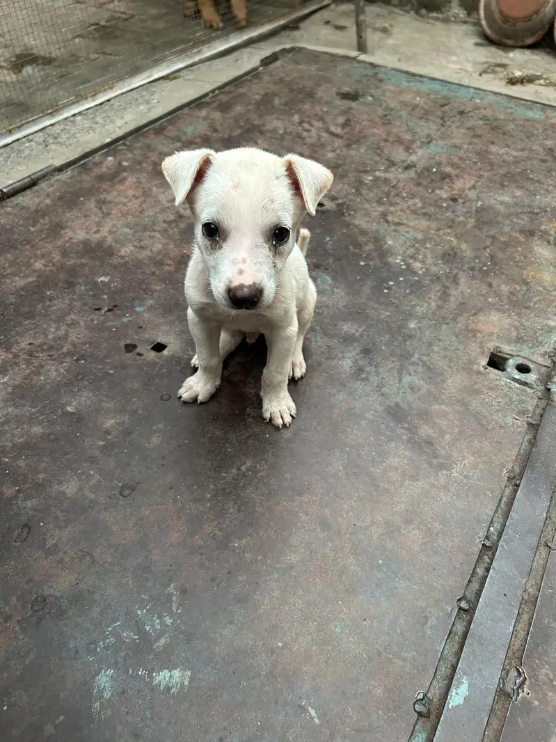 labrador puppy male full active — photo 2