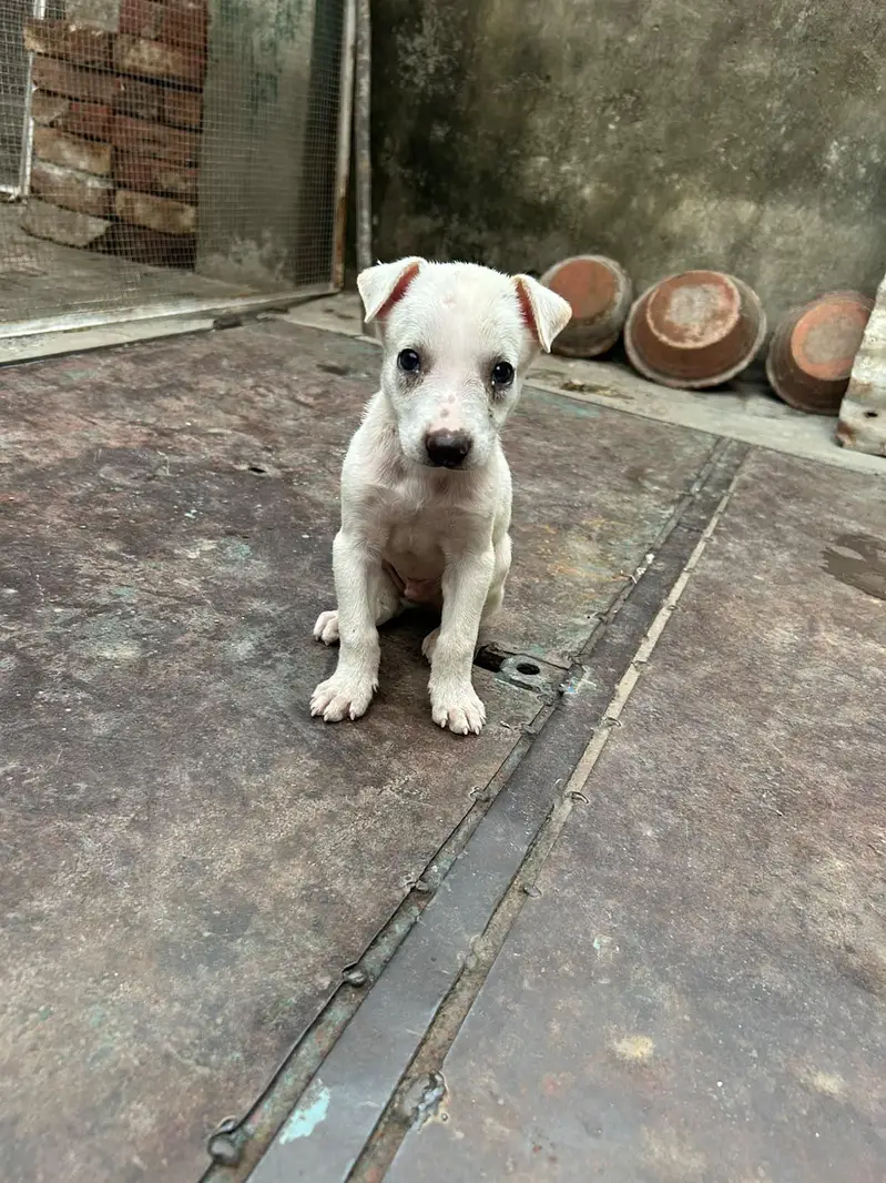 labrador puppy male full active — photo 3