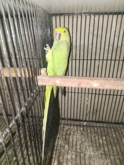 Breader female for sale exchange possible with male 03143275503