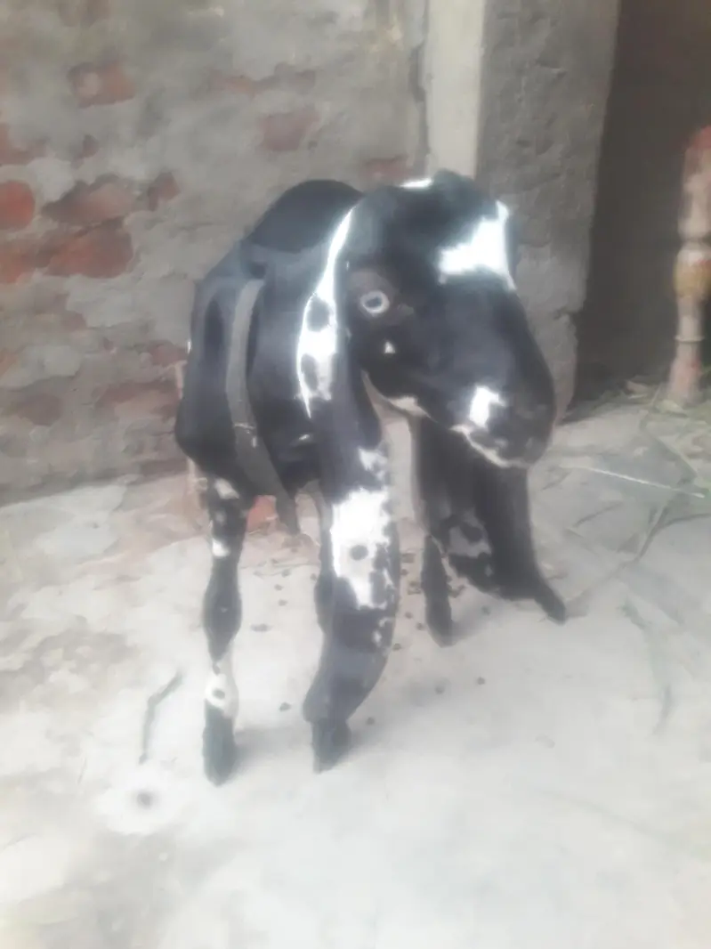 Amritsari Beetal Bakra Breeder Quality Bacha WhatsApp 03494630682 — photo 2