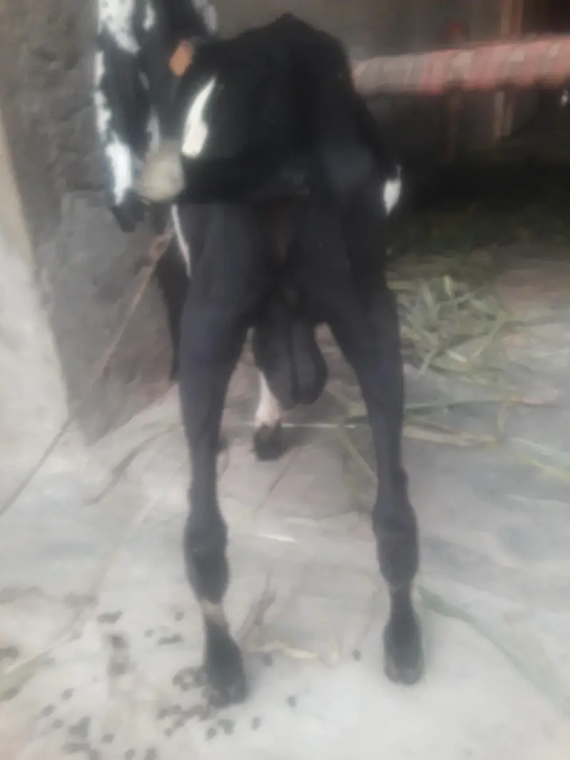 Amritsari Beetal Bakra Breeder Quality Bacha WhatsApp 03494630682 — photo 3