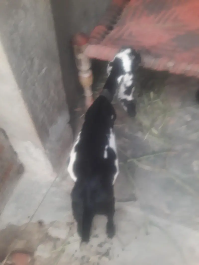Amritsari Beetal Bakra Breeder Quality Bacha WhatsApp 03494630682 — photo 4