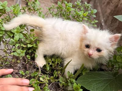 3 Persian kittens 2 male one female 1 month old