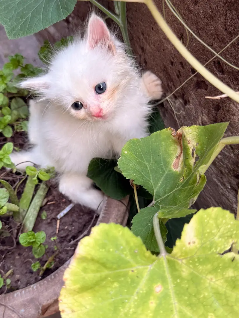 3 Persian kittens 2 male one female 1 month old — photo 2