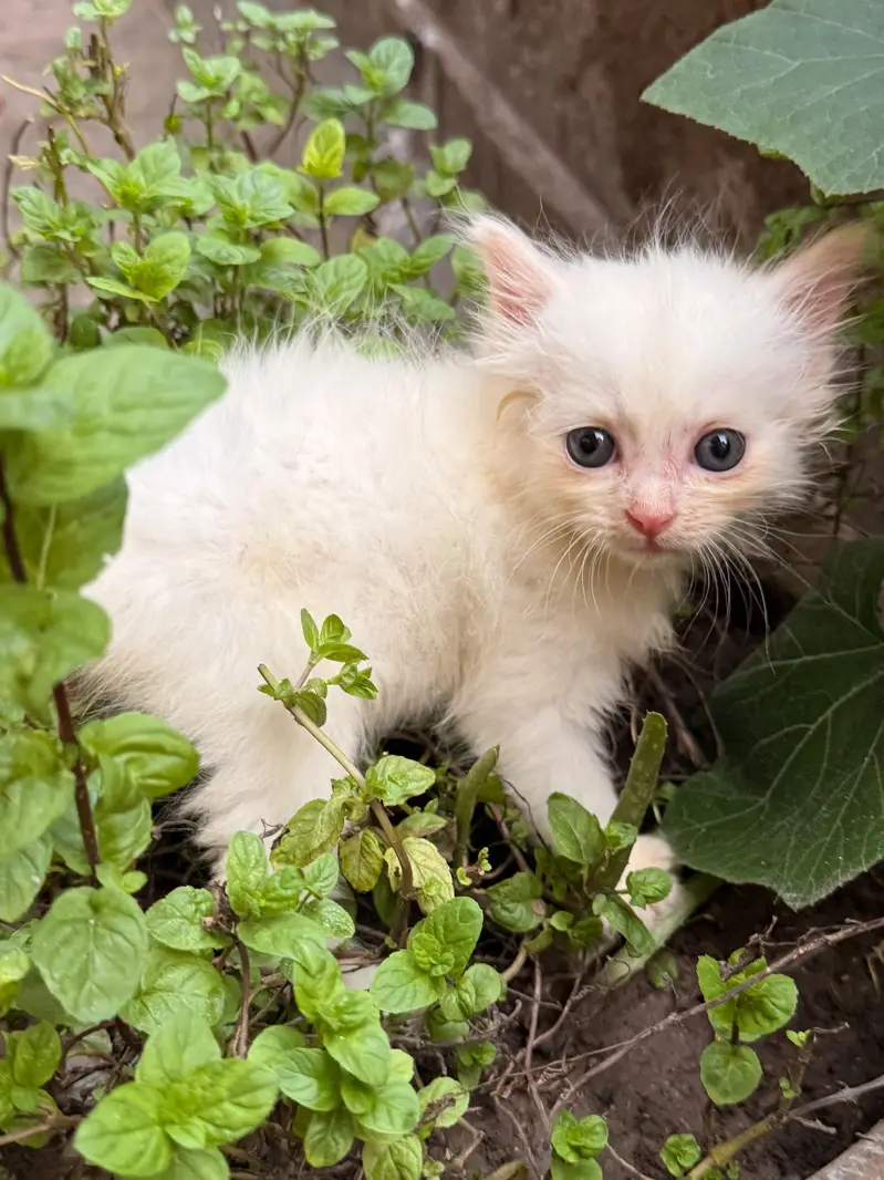 3 Persian kittens 2 male one female 1 month old — photo 3