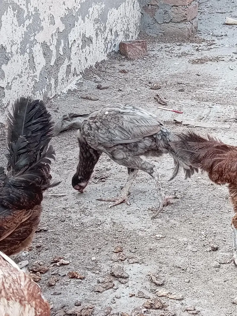 jisko chahiye rabta kar ly — photo 2