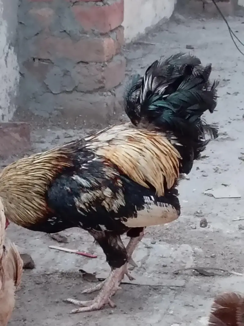 jisko chahiye rabta kar ly — photo 4