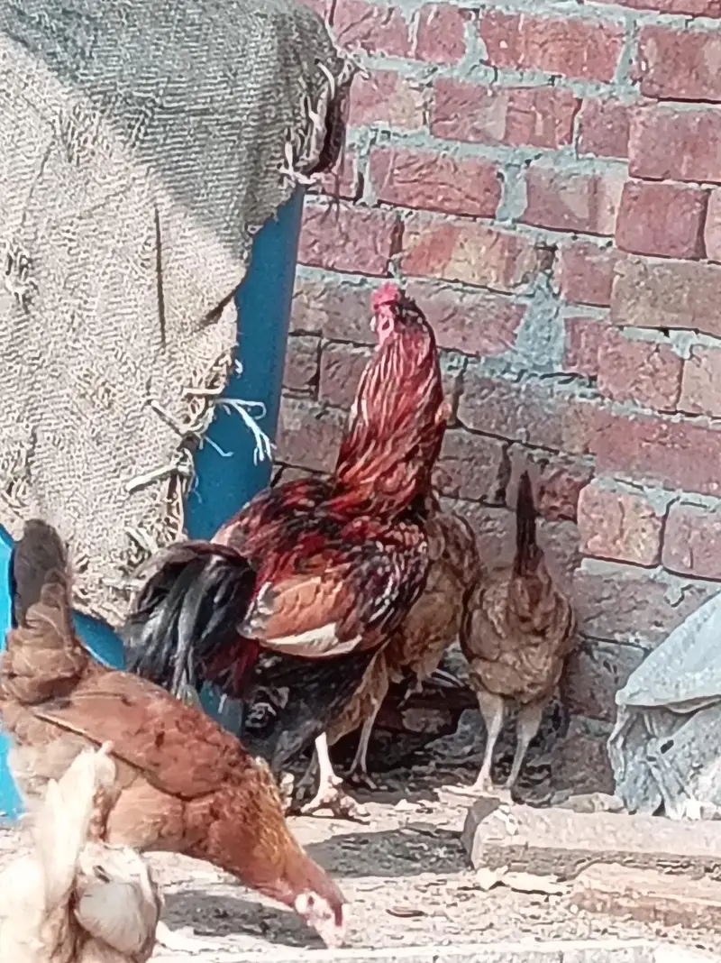 jisko chahiye rabta kar ly — photo 6