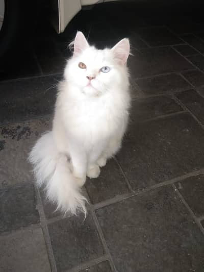 Persian male cat