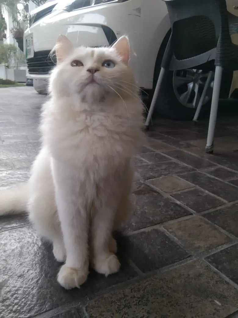Persian male cat — photo 3