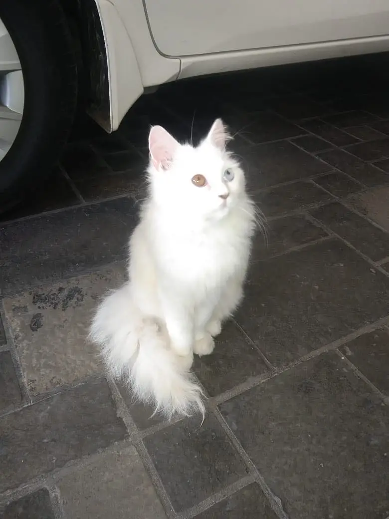 Persian male cat — photo 4
