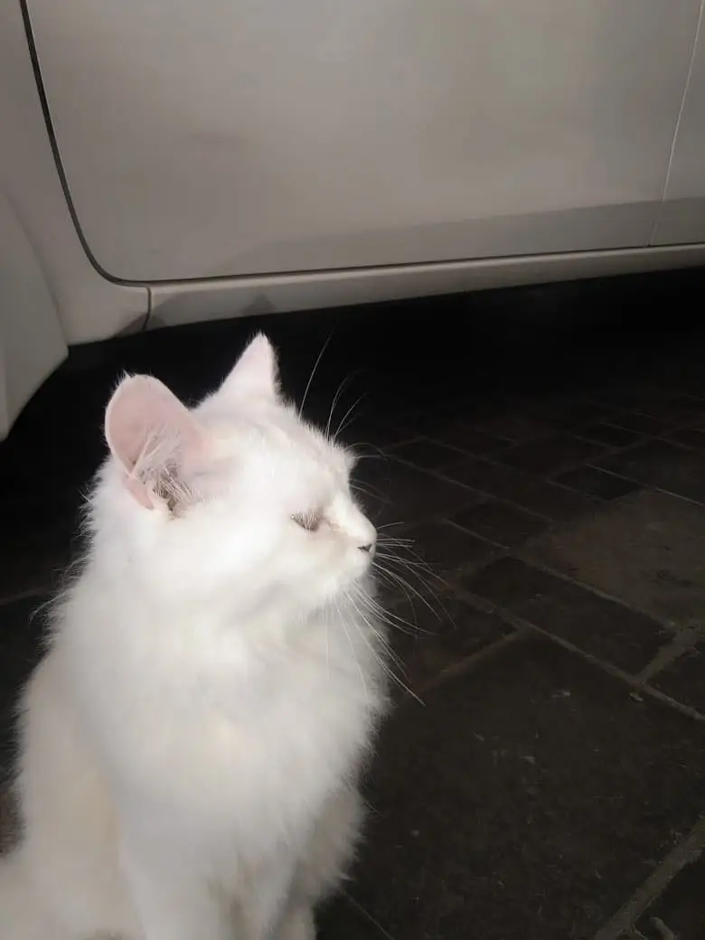 Persian male cat — photo 5