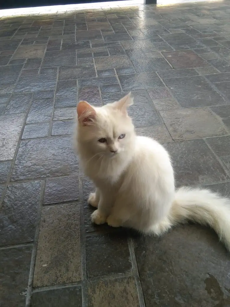 Persian male cat — photo 6