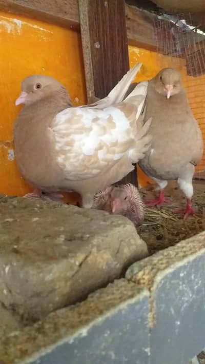 modena king pair breedr