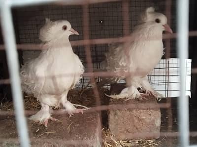Frillback breeder pair with one chick